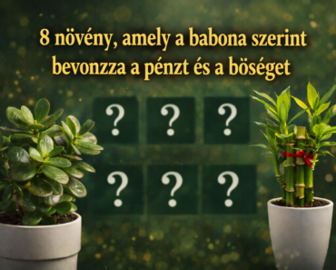 8 növény, amely a babona szerint bevonzza a pénzt és a bőséget! 🍀💸🏡