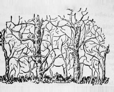 A képen 8 állat látható – az első, amelyiket észreveszed, feltárja a személyiséged lényegét