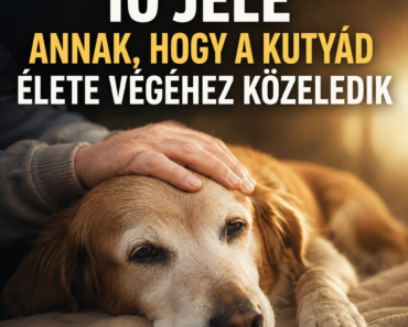 10 jele annak, hogy a kutyád élete végéhez közeledik.