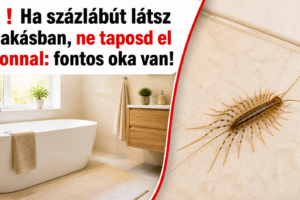 🔴❗ Ha százlábút látsz a lakásban, ne taposd el azonnal: fontos oka van!