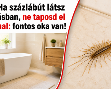 🔴❗ Ha százlábút látsz a lakásban, ne taposd el azonnal: fontos oka van!