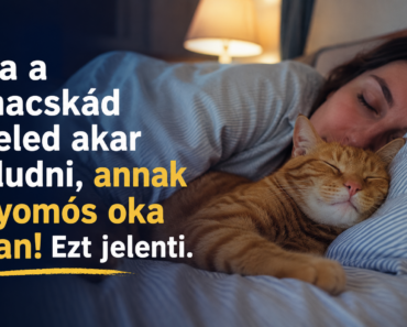 🐾 Ha a macskád veled akar aludni, annak nyomós oka van – ezt jelenti valójában