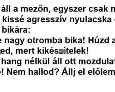 A bika áll a mezőn, egyszer csak megjelenik a kissé agresszív nyulacska