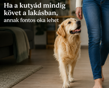 🐾 Ha a kutyád mindig követ a lakásban, annak fontos oka lehet 🐾 Ha a kutyád mindig követ a lakásban, annak fontos oka lehet