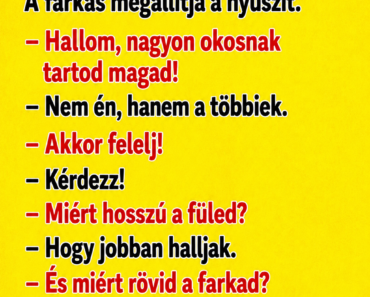 VICC: A nyuszika az erdőben