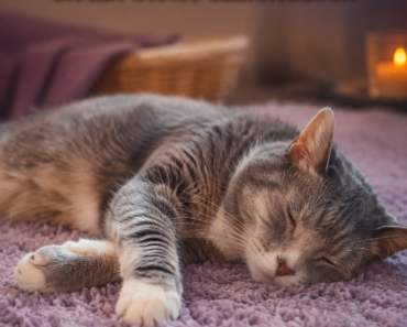 🐱 9 változás, amit gyakran megfigyelhetünk a macskáknál életük utolsó szakaszában
