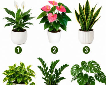 🌿 Amelyik virágot elsőre választod, elárulja a következő 5 év legnagyobb lehetőségét számodra