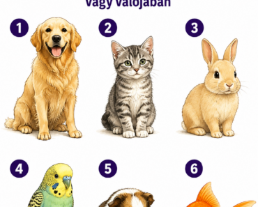 🐾 Melyik háziállatot vinnéd haza azonnal? Válaszod elárulja, milyen ember vagy valójában 🐾 Melyik háziállatot vinnéd haza azonnal? Válaszod elárulja, milyen ember vagy valójában