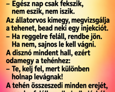 A gazda felhívja az állatorvost: